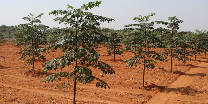 Farm Lands